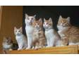 Excellent family of british short hair kittens ready to....
