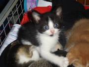 3 Very Cute Male kittens for sale