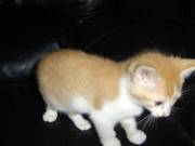 Last remaining male kitten,  8 weeks old,  brown and white £40
