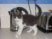 11 week old Grey and white male kitten in need of a good home