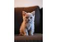 2 beautiful british short hair kittens available for....