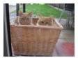 2 gorgeous ginger kittys 4/5 months old. ive had these 2....
