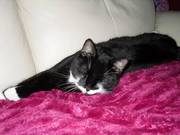 Beautiful Soppy Male Blk & Wht 18 mth old Cat