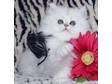 Snow White Doll Face Persian Kitten For Christmas. you....