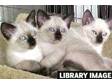 Siamese Kittens,  all very beautiful,  home reared,  very....