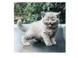 Gorgeous pedigree british shorthair kittens,  open to....