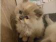 Persian 3 4 and Maine Coon Kittens (£250). Persian x....