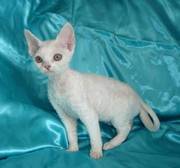 Devon Rex kittens for sale