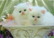 Lovely Persian Kitten For Sale