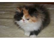 Available Red Tabby and White Female