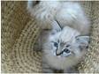 Beautiful Ragdoll male kitten - Blue Linx