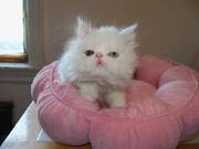 2 Lovely Persian Kittens....07031843781