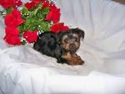 cute yorkie puppies for a good and caring homes