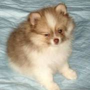 Colored Pomeranian Puppies For Home Adoption