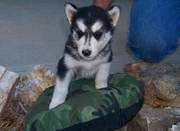 Siberian Husky Puppies For Loving And Caring Homes