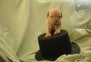 KC Dogue de Bordeaux Puppies Available