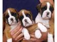 BOXER PUPPIES Red and white. Fantastic markings. Great....