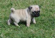 Pug Puppy For sale