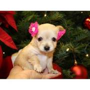 Christmas Chihuahua puppies for sale
