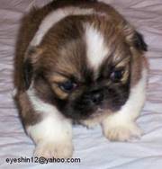cute male and female pekingese puppies for your kids