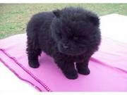Cute CHOW CHOW puppies to go