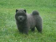 Chow Chow Puppies nice temperament