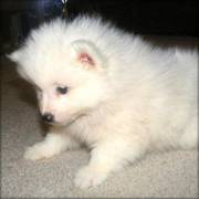 Cute America Eskimo Puppies for sale