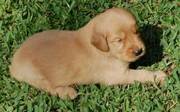 Golden Retriever puppies for golden homes(phildonna59@yahoo.com)
