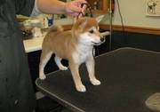 Cute And Beautiful Shiba Inu Puppies For Excellent Homes